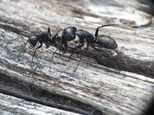 Réf. 211 220 : Camponotus vagus